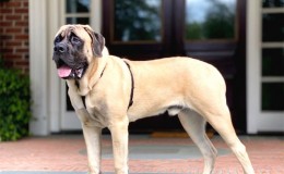 İngiliz Mastif Köpek Irkının Özellikleri ve Bakımı