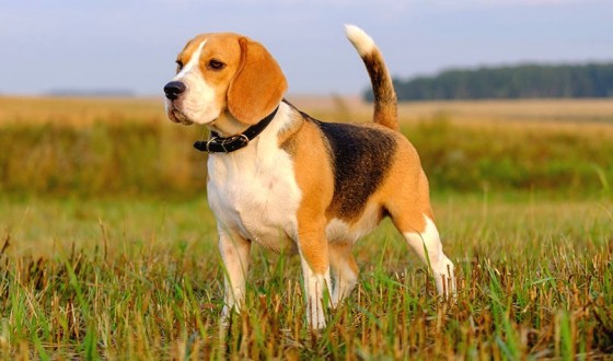 Beagle Köpek Irkının Özellikleri ve Bakımı