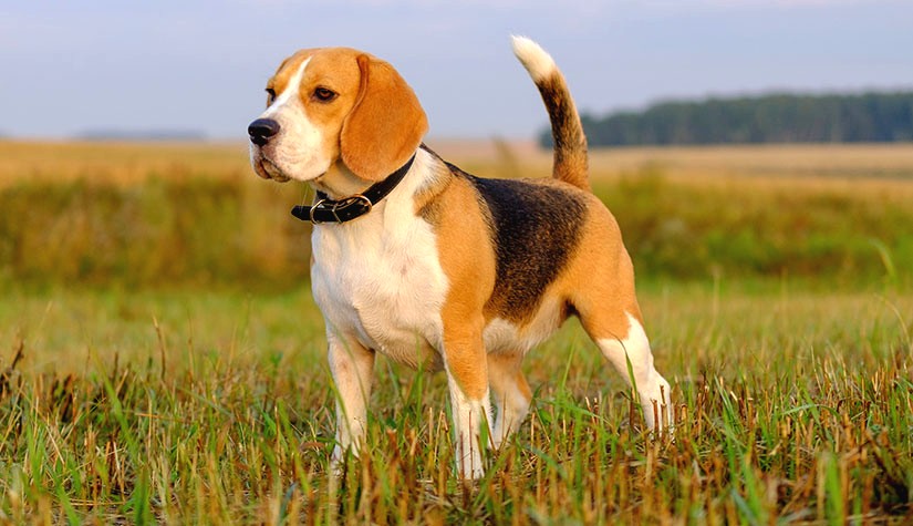 Beagle Kopeginin Ozellikleri Bakimi Ve Tarihcesi Nettepet Com