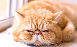 Exotic Shorthair Kedi Irkı Özellikleri Ve Bakımı