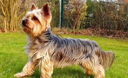 Yorkshire Terrier Özellikleri ve Bakımı