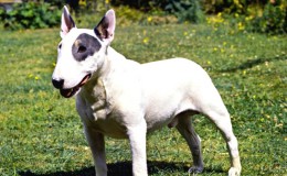 Bull Terrier Köpeğinin Özellikleri, Tarihçesi ve Bakımı
