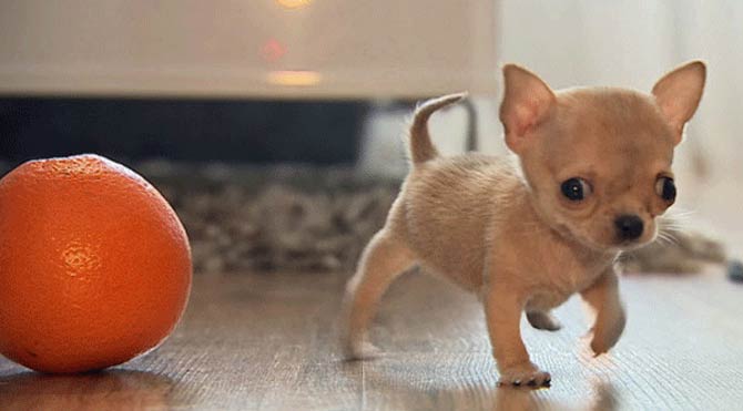 Chihuahua köpek ırkının Karakter Özellikleri