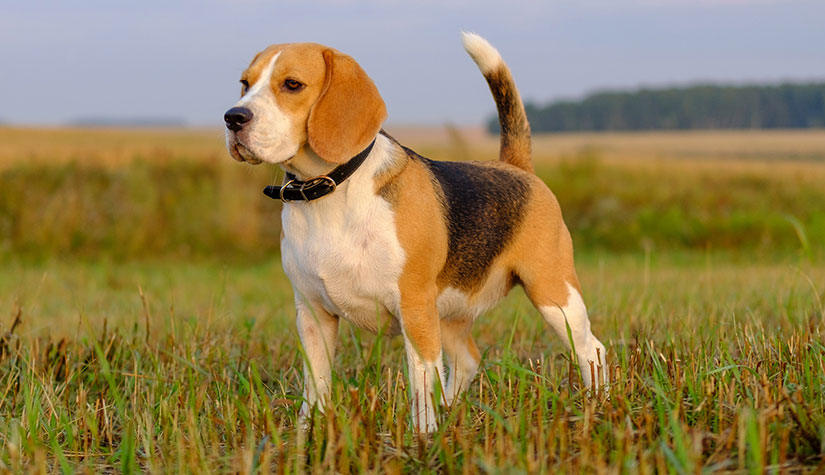 Beagle Köpeğinin Özellikleri - beagle köpeği sahiplen