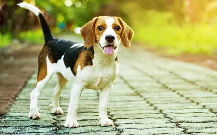 Beagle Köpeğinin Fiziksel Özellikleri