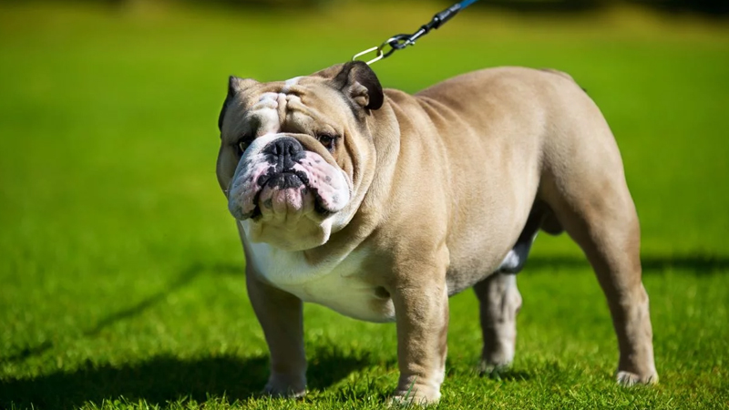 Bulldog Köpek Irkının Karakteri