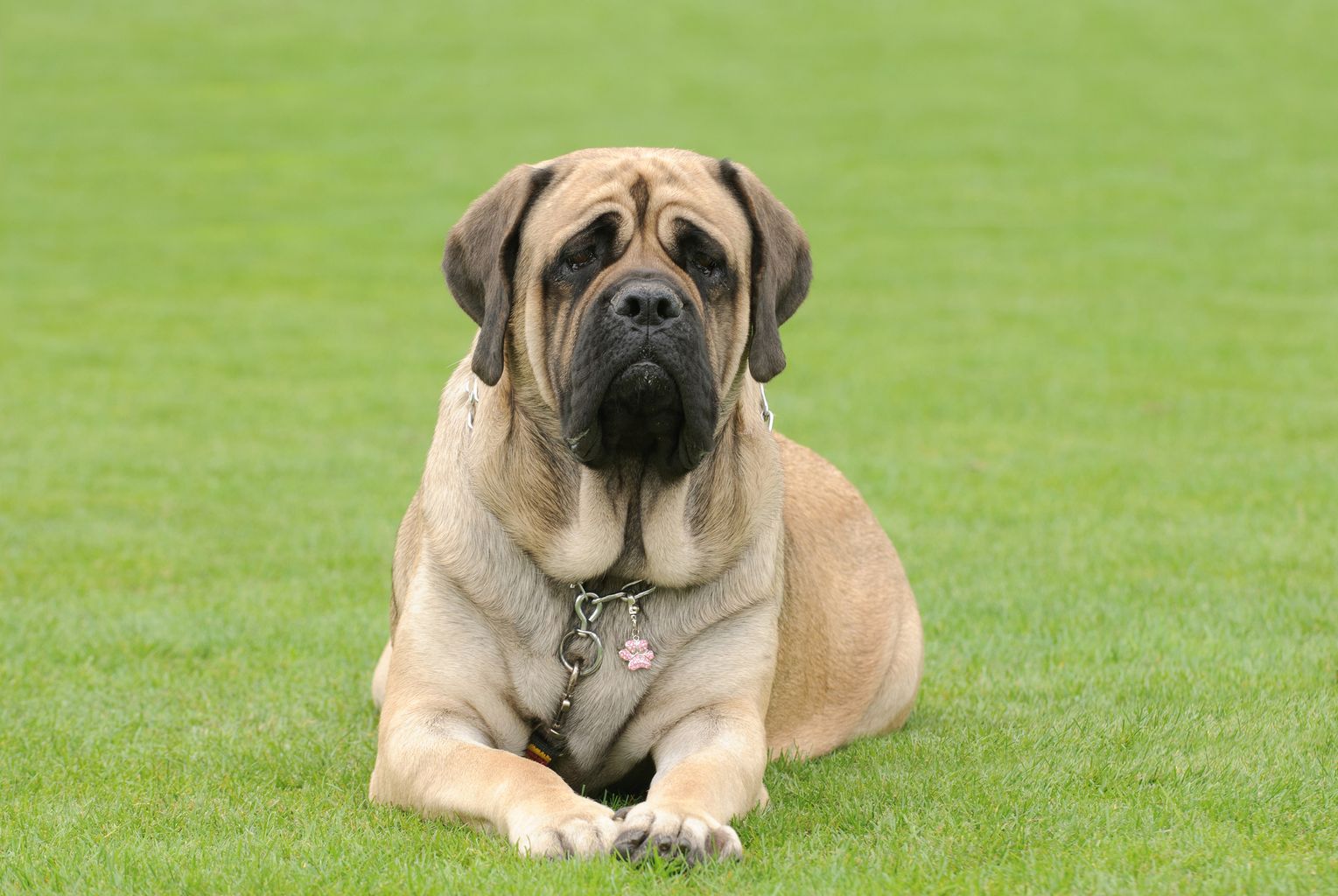 İngiliz Mastif Köpek ırkının karakter özellikleri