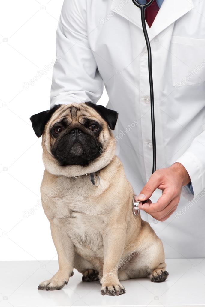 Pug köpek ırkının sağlık durumu