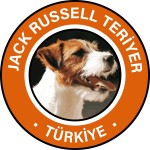 Jack Russell Terrier Türkiye