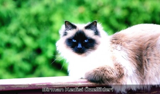 Birman Kedi Cinsi