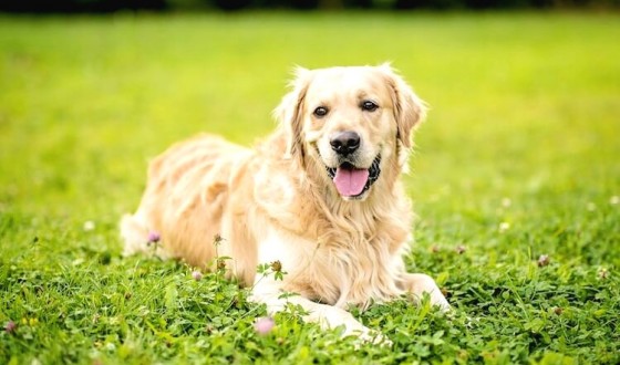 Labrador Retriever Özellikleri ve Bakımı