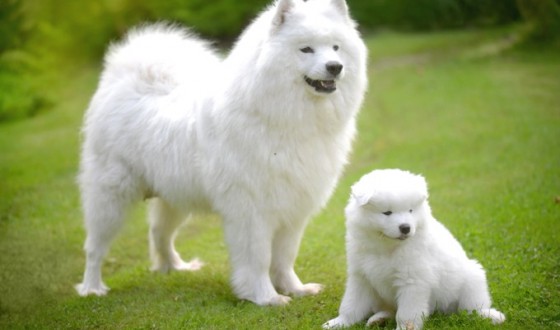 Samoyed Köpek Irkı Özellikleri ve Bakımı