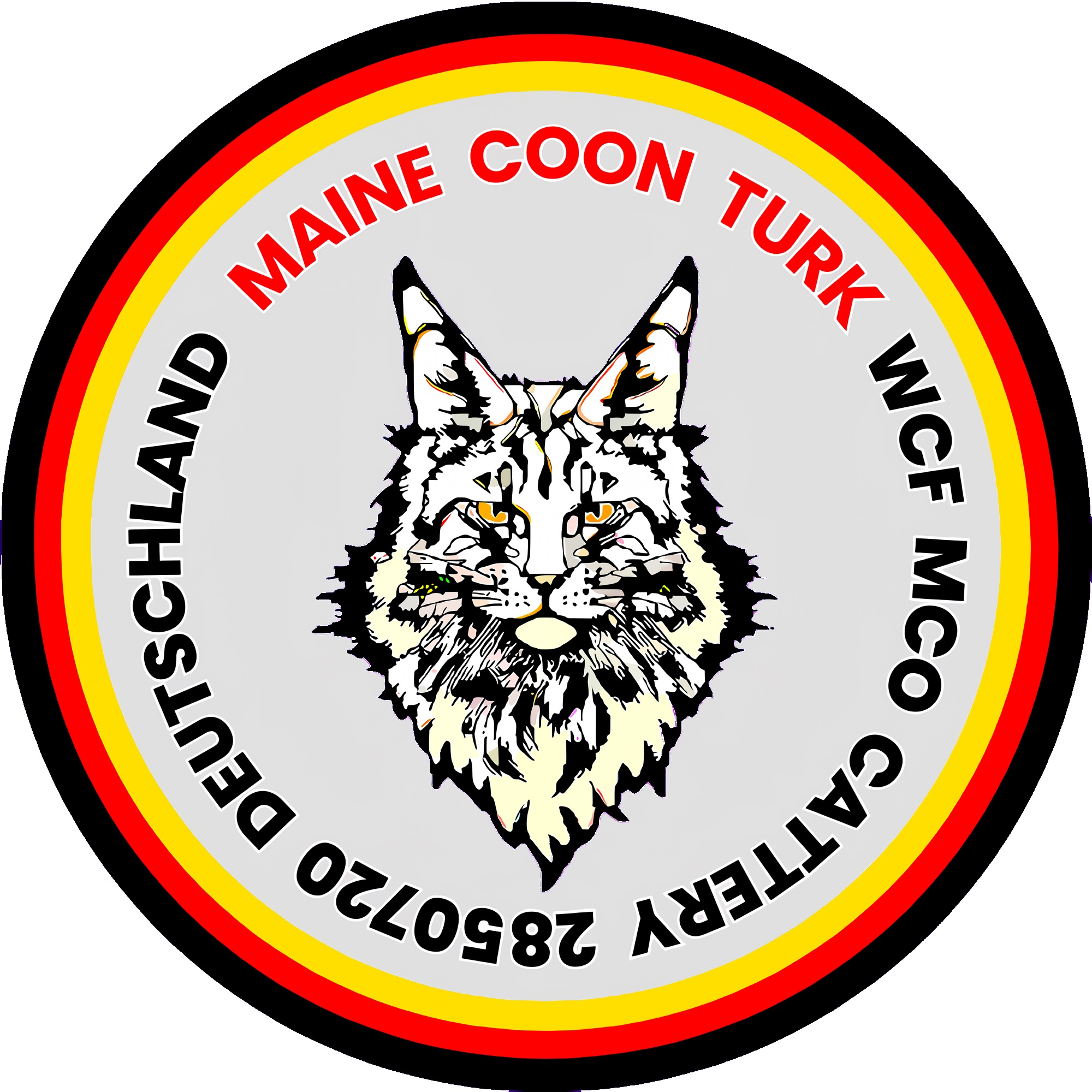 Maine Coon Turk