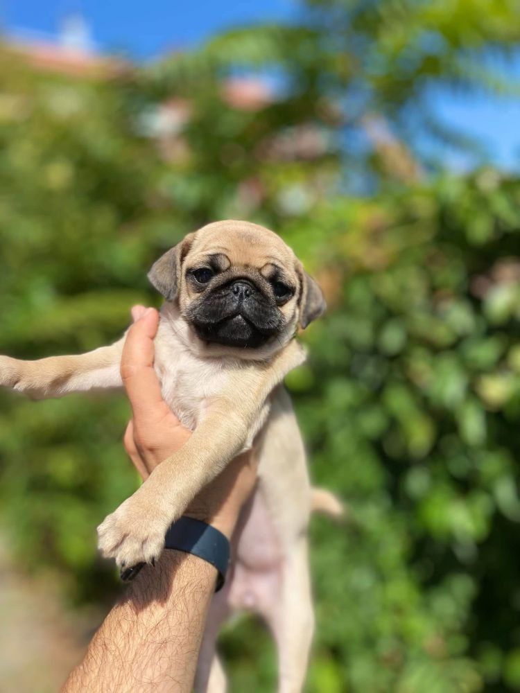 Şirin Sevimli Pug Yavrularımız | Nettepet